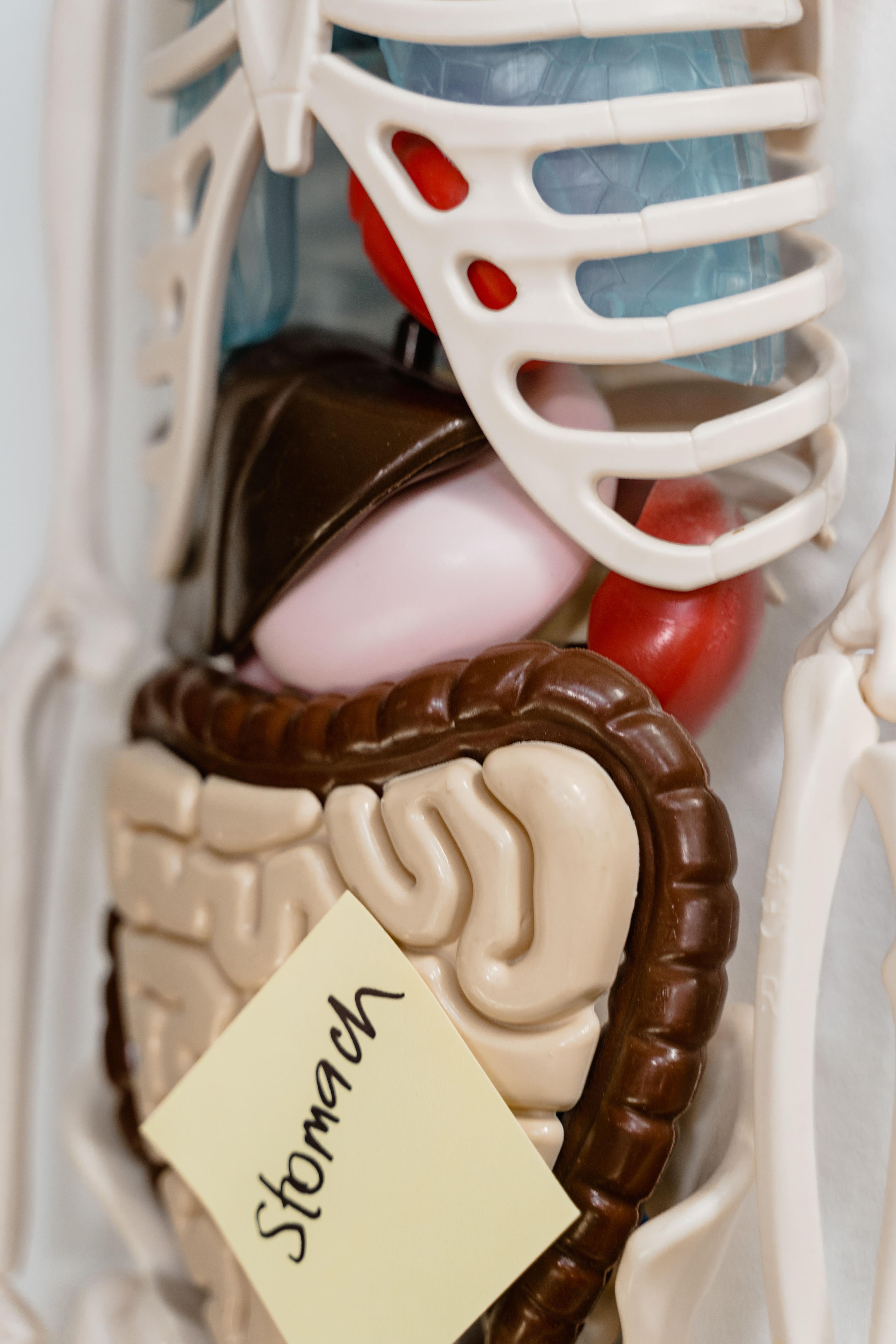 Gut Health Transformation Programme