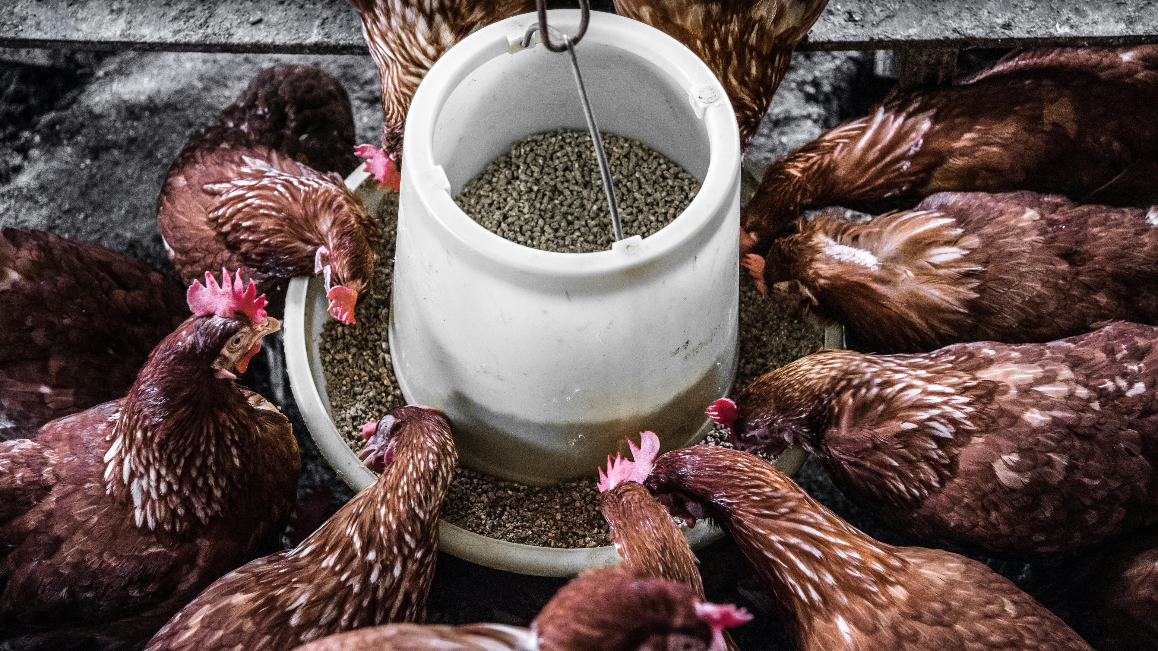 4-Week Organic Poultry Production